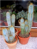 Pilosocereus pachycladus